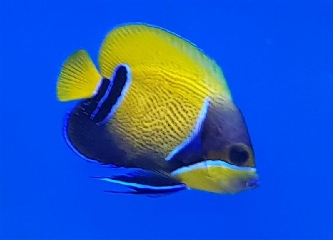 Traumkaiser juveniles - Pomacanthus narvarchus M