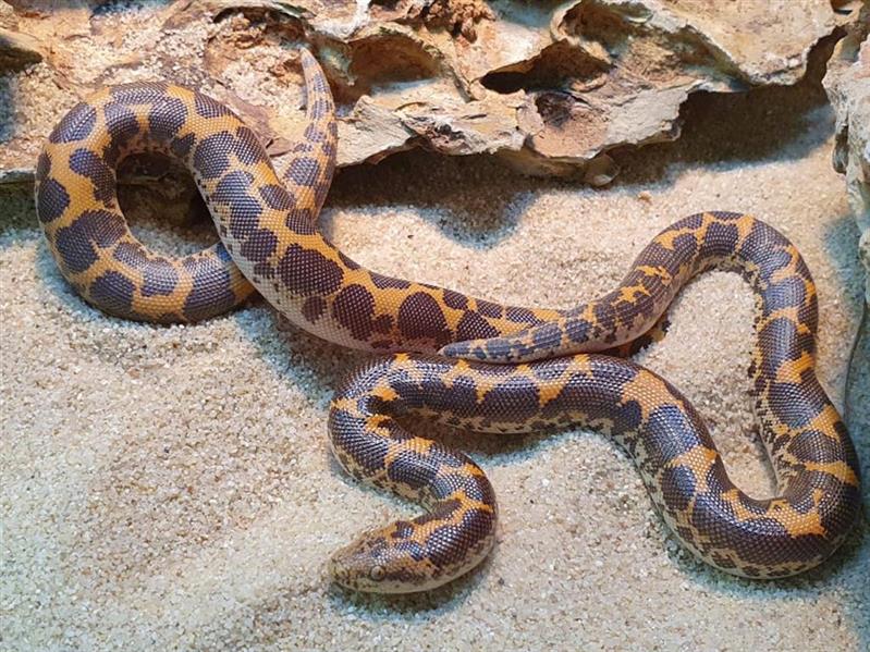 Kenia Sandboa - Eryx colubrinus loveridgei