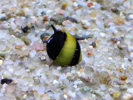 Geweihschnecke - Clithon thorn zebra